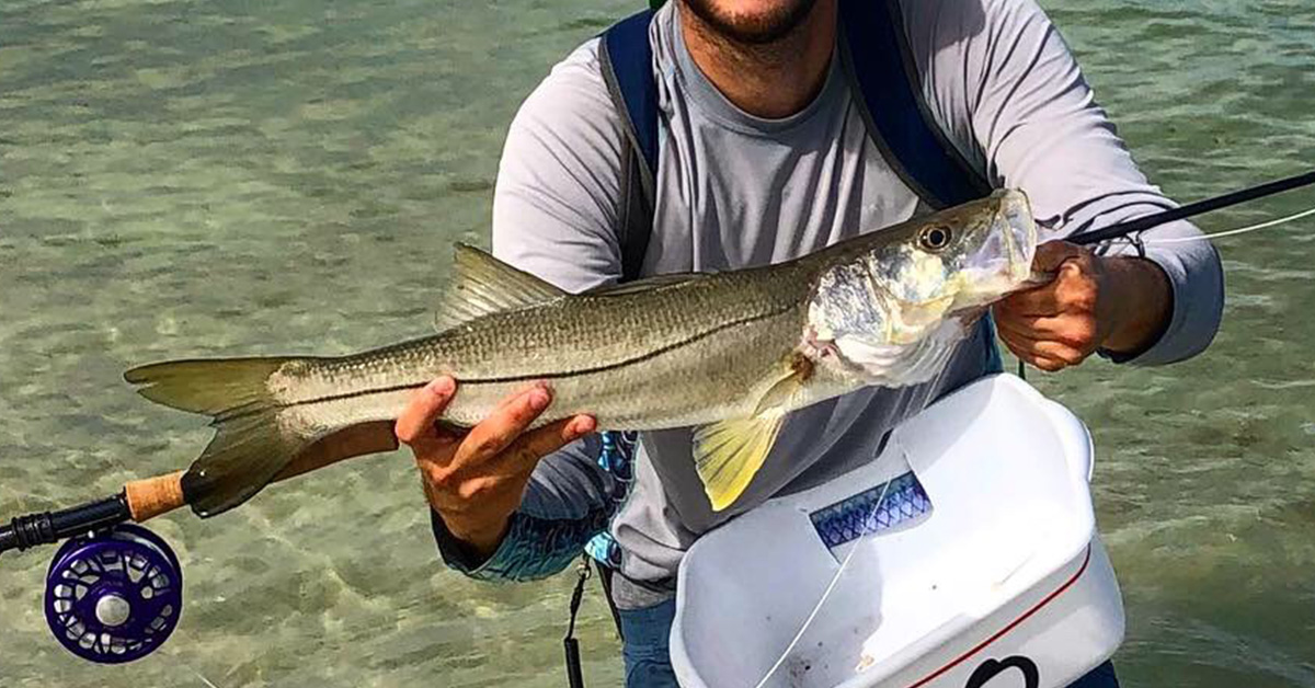 saltwater fly line snook